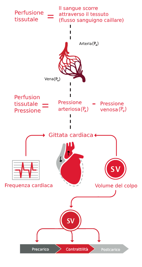 Perfusione tissutale e gittata cardiaca